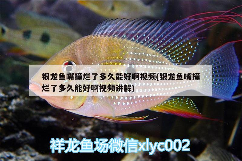 銀龍魚(yú)嘴撞爛了多久能好啊視頻(銀龍魚(yú)嘴撞爛了多久能好啊視頻講解)