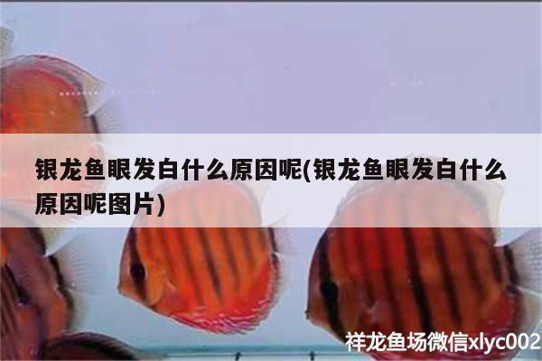 銀龍魚眼發(fā)白什么原因呢(銀龍魚眼發(fā)白什么原因呢圖片)