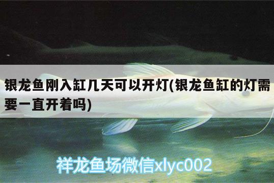 銀龍魚剛?cè)敫讕滋炜梢蚤_燈(銀龍魚缸的燈需要一直開著嗎) 銀龍魚