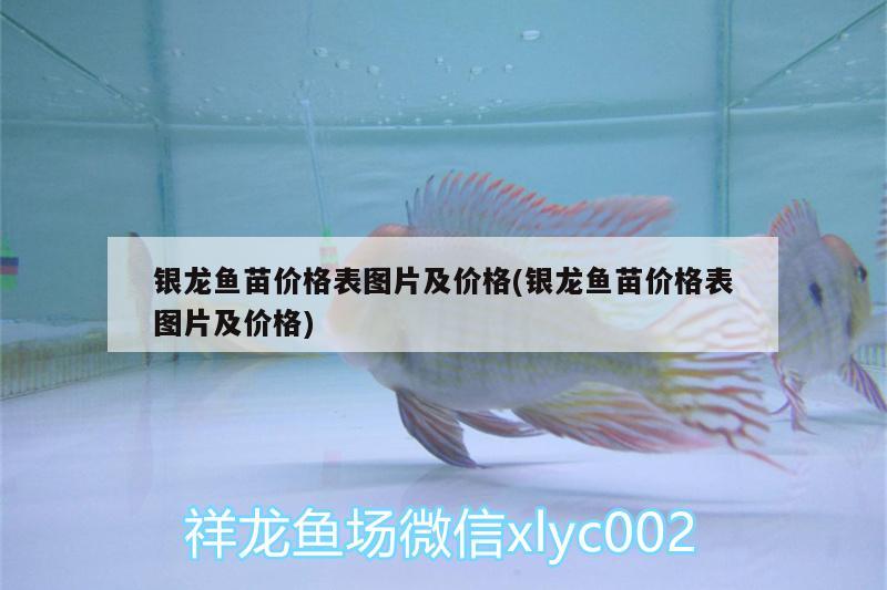 銀龍魚苗價格表圖片及價格(銀龍魚苗價格表圖片及價格) 銀龍魚