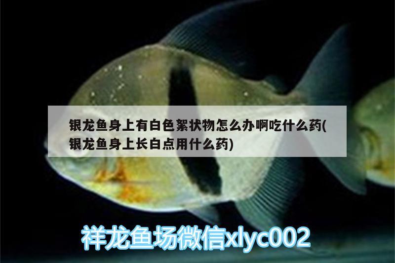 銀龍魚身上有白色絮狀物怎么辦啊吃什么藥(銀龍魚身上長白點用什么藥) 銀龍魚