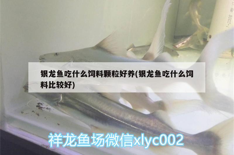 銀龍魚吃什么飼料顆粒好養(yǎng)(銀龍魚吃什么飼料比較好) 銀龍魚