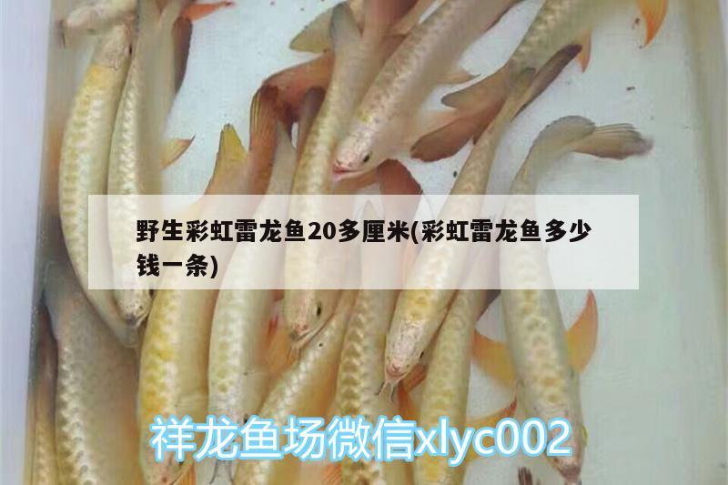 野生彩虹雷龍魚20多厘米(彩虹雷龍魚多少錢一條) 飛鳳魚