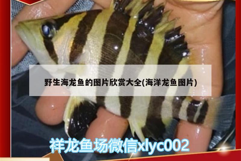 野生海龍魚(yú)的圖片欣賞大全(海洋龍魚(yú)圖片) 粗線銀版魚(yú)苗