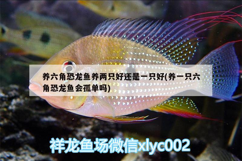 養(yǎng)六角恐龍魚養(yǎng)兩只好還是一只好(養(yǎng)一只六角恐龍魚會孤單嗎)