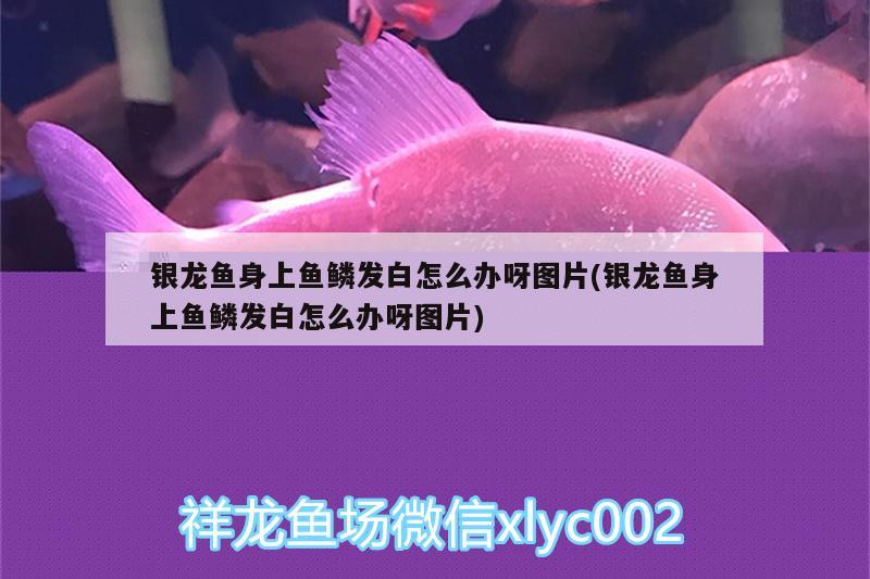 銀龍魚身上魚鱗發(fā)白怎么辦呀圖片(銀龍魚身上魚鱗發(fā)白怎么辦呀圖片) 銀龍魚百科