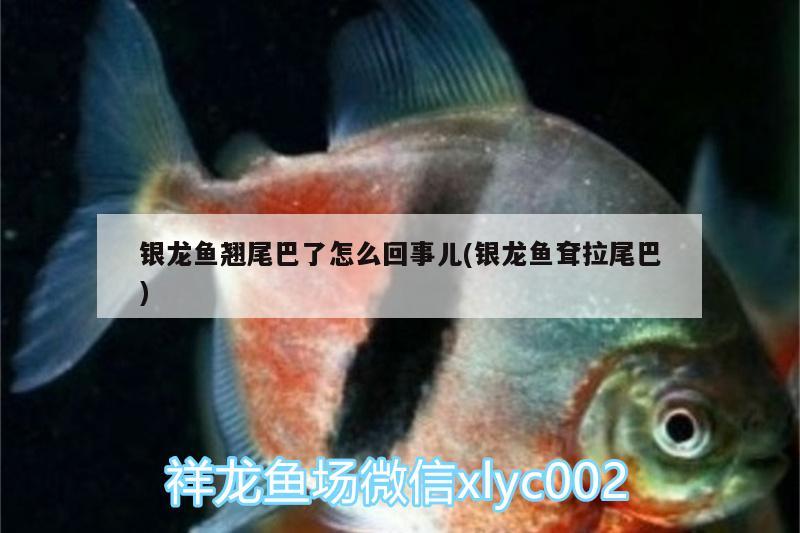 銀龍魚翹尾巴了怎么回事兒(銀龍魚耷拉尾巴) 銀龍魚