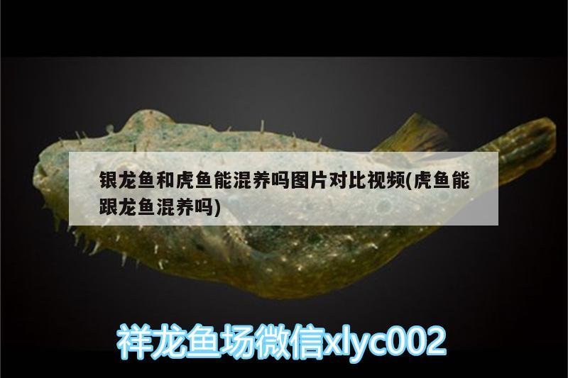 銀龍魚和虎魚能混養(yǎng)嗎圖片對(duì)比視頻(虎魚能跟龍魚混養(yǎng)嗎)