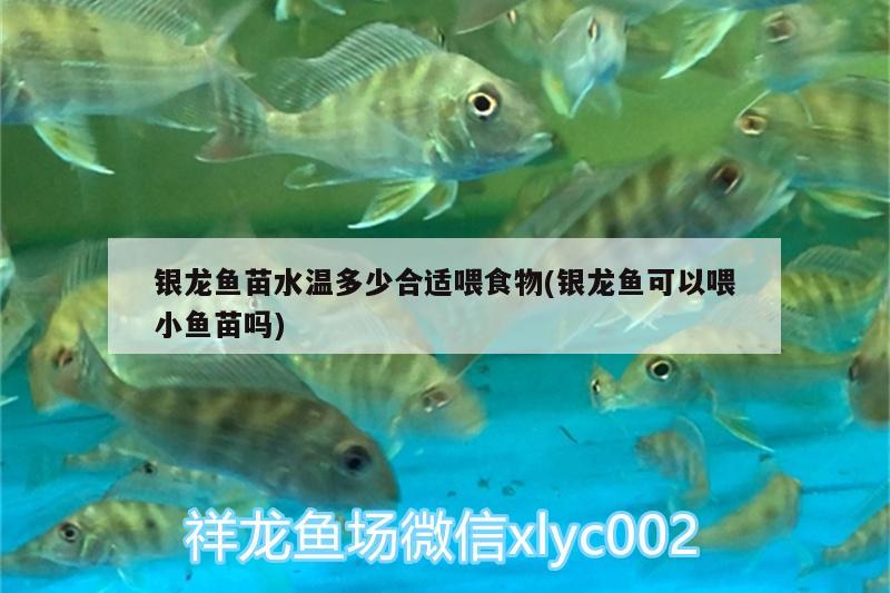 銀龍魚苗水溫多少合適喂食物(銀龍魚可以喂小魚苗嗎) 銀龍魚