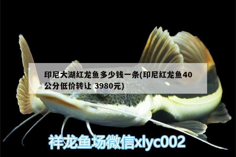 印尼大湖紅龍魚多少錢一條(印尼紅龍魚40公分低價(jià)轉(zhuǎn)讓3980元)