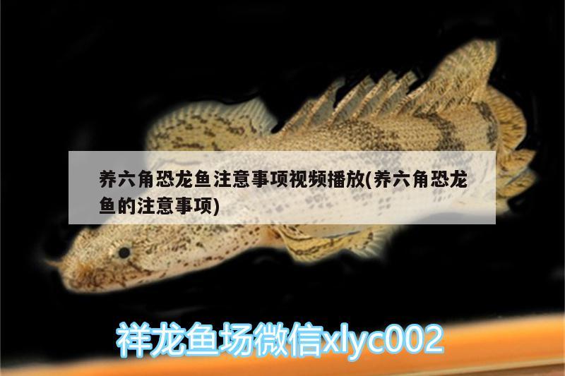 養(yǎng)六角恐龍魚注意事項視頻播放(養(yǎng)六角恐龍魚的注意事項)