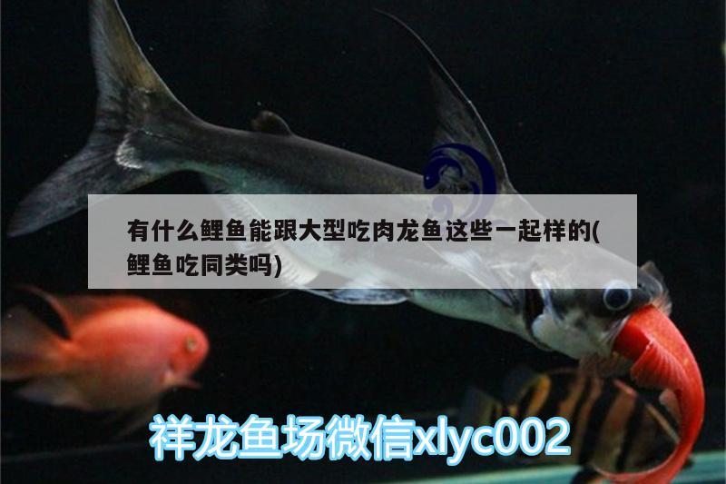 有什么鯉魚能跟大型吃肉龍魚這些一起樣的(鯉魚吃同類嗎) 玫瑰銀版魚