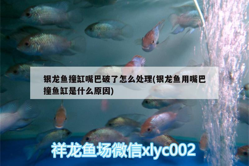 銀龍魚撞缸嘴巴破了怎么處理(銀龍魚用嘴巴撞魚缸是什么原因) 銀龍魚百科