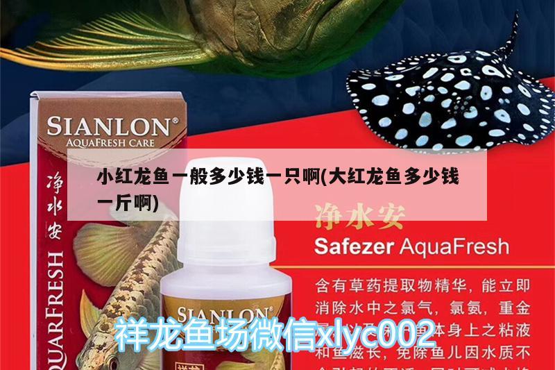 小紅龍魚一般多少錢一只啊(大紅龍魚多少錢一斤啊) 魚缸水泵 第1張