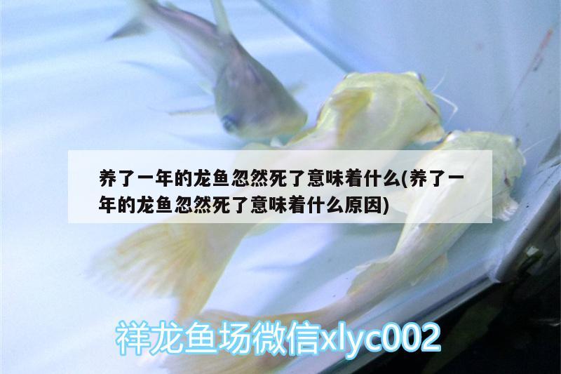 養(yǎng)了一年的龍魚(yú)忽然死了意味著什么(養(yǎng)了一年的龍魚(yú)忽然死了意味著什么原因)