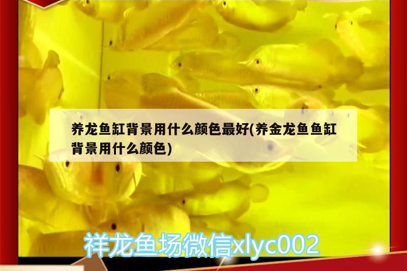 養(yǎng)龍魚缸背景用什么顏色最好(養(yǎng)金龍魚魚缸背景用什么顏色) 泰國雪鯽魚