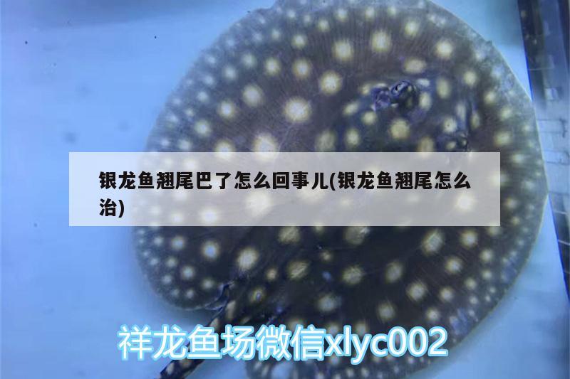 銀龍魚翹尾巴了怎么回事兒(銀龍魚翹尾怎么治)