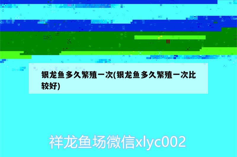 銀龍魚(yú)多久繁殖一次(銀龍魚(yú)多久繁殖一次比較好) 銀龍魚(yú)百科