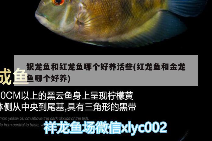 銀龍魚(yú)和紅龍魚(yú)哪個(gè)好養(yǎng)活些(紅龍魚(yú)和金龍魚(yú)哪個(gè)好養(yǎng)) 銀龍魚(yú)百科