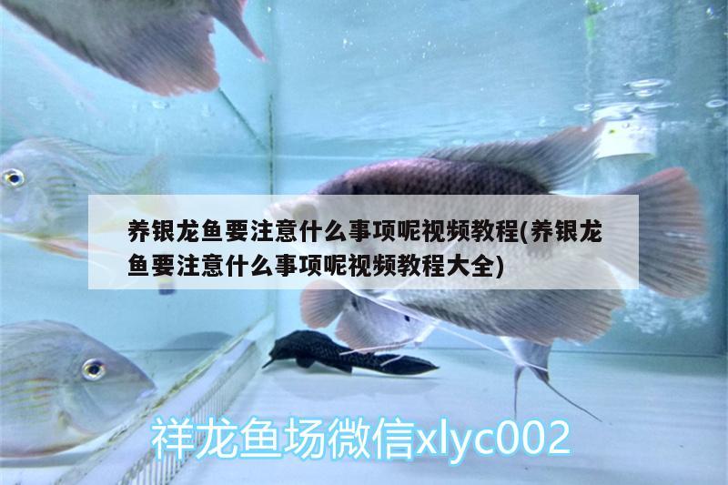 養(yǎng)銀龍魚要注意什么事項呢視頻教程(養(yǎng)銀龍魚要注意什么事項呢視頻教程大全) 銀龍魚百科