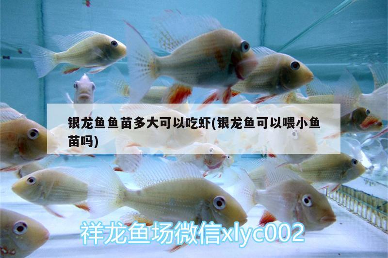 銀龍魚魚苗多大可以吃蝦(銀龍魚可以喂小魚苗嗎) 銀龍魚百科