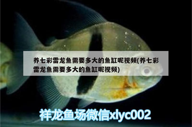 養(yǎng)七彩雷龍魚需要多大的魚缸呢視頻(養(yǎng)七彩雷龍魚需要多大的魚缸呢視頻)