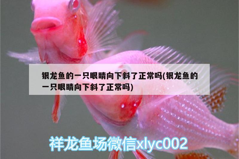 銀龍魚的一只眼睛向下斜了正常嗎(銀龍魚的一只眼睛向下斜了正常嗎)