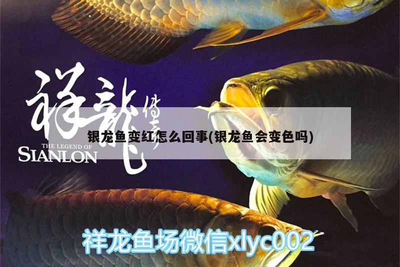 銀龍魚變紅怎么回事(銀龍魚會變色嗎)