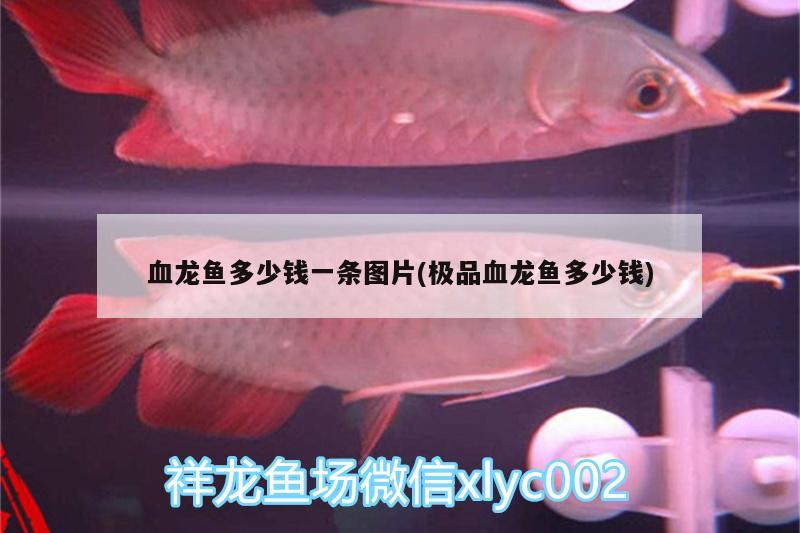 血龍魚(yú)多少錢(qián)一條圖片(極品血龍魚(yú)多少錢(qián))