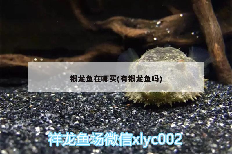 銀龍魚在哪買(有銀龍魚嗎)