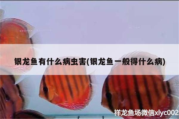 銀龍魚(yú)有什么病蟲(chóng)害(銀龍魚(yú)一般得什么病)