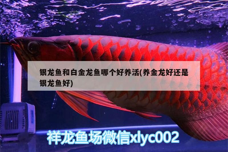 銀龍魚和白金龍魚哪個好養(yǎng)活(養(yǎng)金龍好還是銀龍魚好)