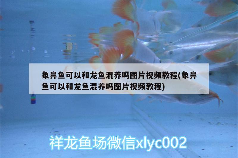 象鼻魚可以和龍魚混養(yǎng)嗎圖片視頻教程(象鼻魚可以和龍魚混養(yǎng)嗎圖片視頻教程) 黑水素