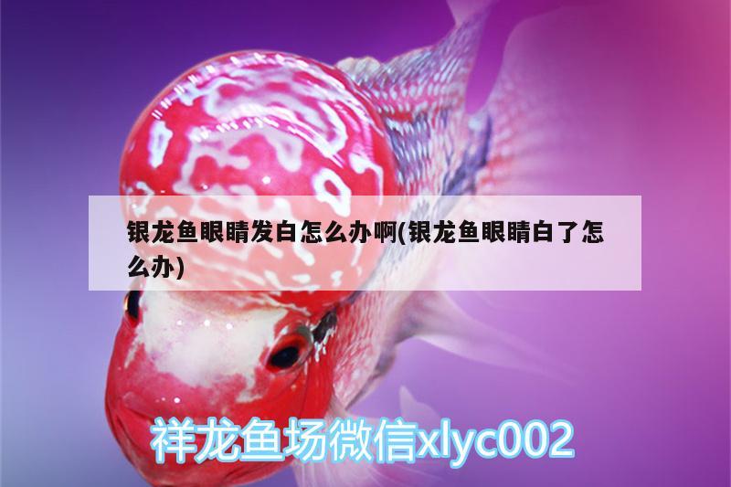 銀龍魚眼睛發(fā)白怎么辦啊(銀龍魚眼睛白了怎么辦) 銀龍魚