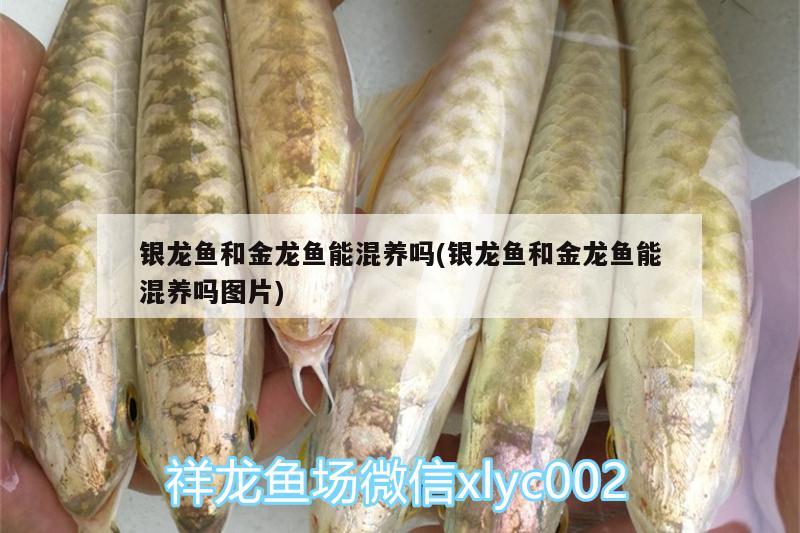 銀龍魚和金龍魚能混養(yǎng)嗎(銀龍魚和金龍魚能混養(yǎng)嗎圖片)