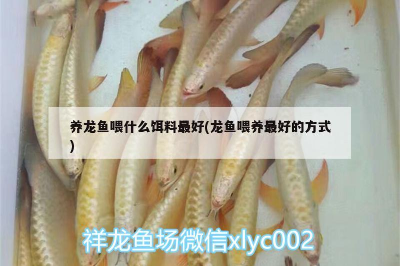 養(yǎng)龍魚喂什么餌料最好(龍魚喂養(yǎng)最好的方式)