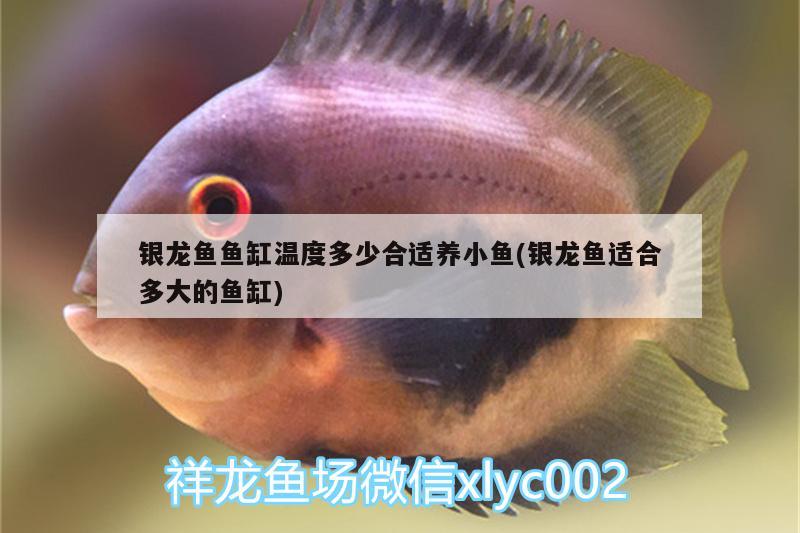 銀龍魚魚缸溫度多少合適養(yǎng)小魚(銀龍魚適合多大的魚缸)