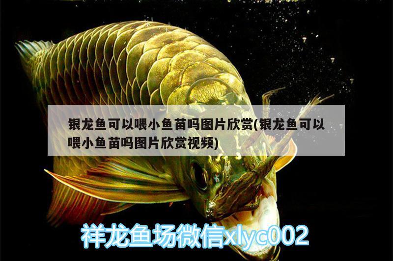 銀龍魚可以喂小魚苗嗎圖片欣賞(銀龍魚可以喂小魚苗嗎圖片欣賞視頻)