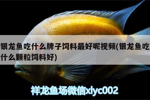 銀龍魚吃什么牌子飼料最好呢視頻(銀龍魚吃什么顆粒飼料好) 銀龍魚百科