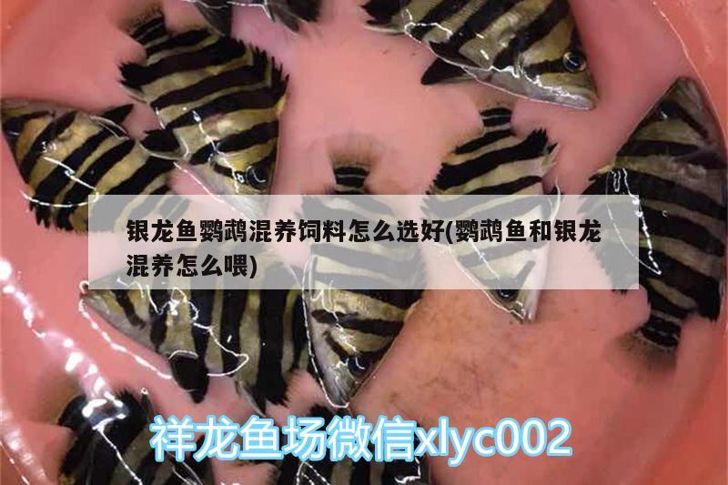 銀龍魚鸚鵡混養(yǎng)飼料怎么選好(鸚鵡魚和銀龍混養(yǎng)怎么喂) 鸚鵡魚