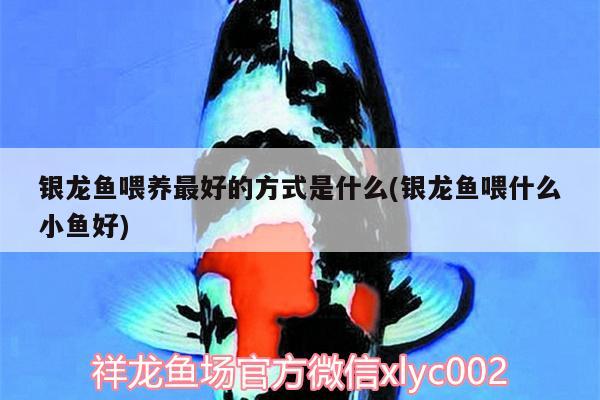 銀龍魚喂養(yǎng)最好的方式是什么(銀龍魚喂什么小魚好) 銀龍魚