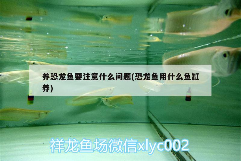 養(yǎng)恐龍魚要注意什么問(wèn)題(恐龍魚用什么魚缸養(yǎng)) 魟魚百科