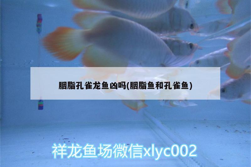 胭脂孔雀龍魚兇嗎(胭脂魚和孔雀魚)