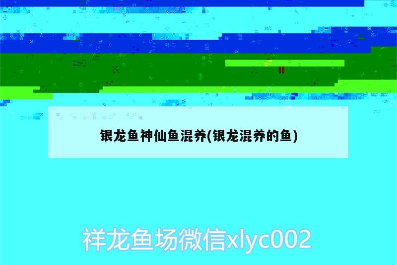 銀龍魚神仙魚混養(yǎng)(銀龍混養(yǎng)的魚)