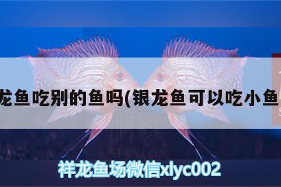 銀龍魚吃別的魚嗎(銀龍魚可以吃小魚嗎) 銀龍魚