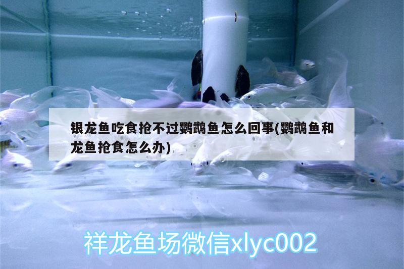 銀龍魚吃食搶不過鸚鵡魚怎么回事(鸚鵡魚和龍魚搶食怎么辦)