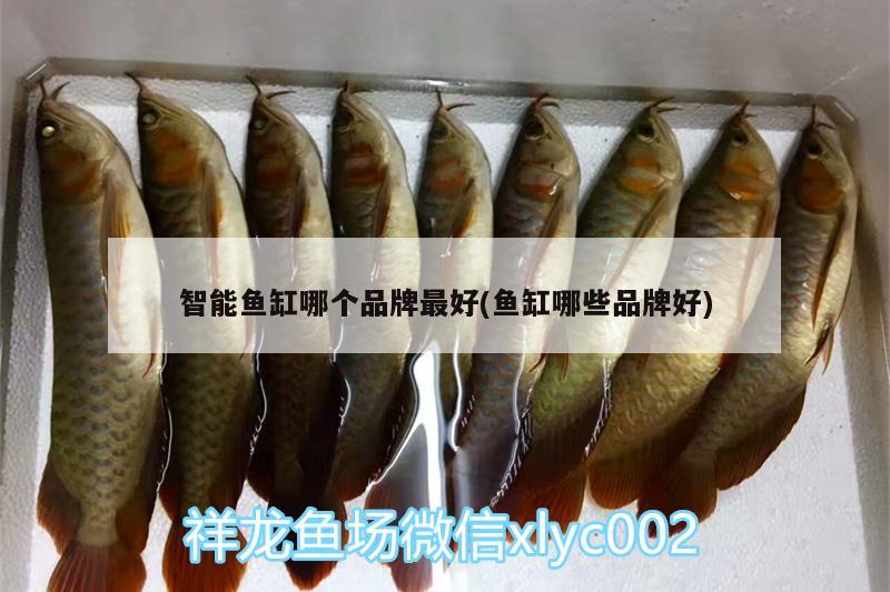 智能魚缸哪個品牌最好(魚缸哪些品牌好) 蝴蝶鯉