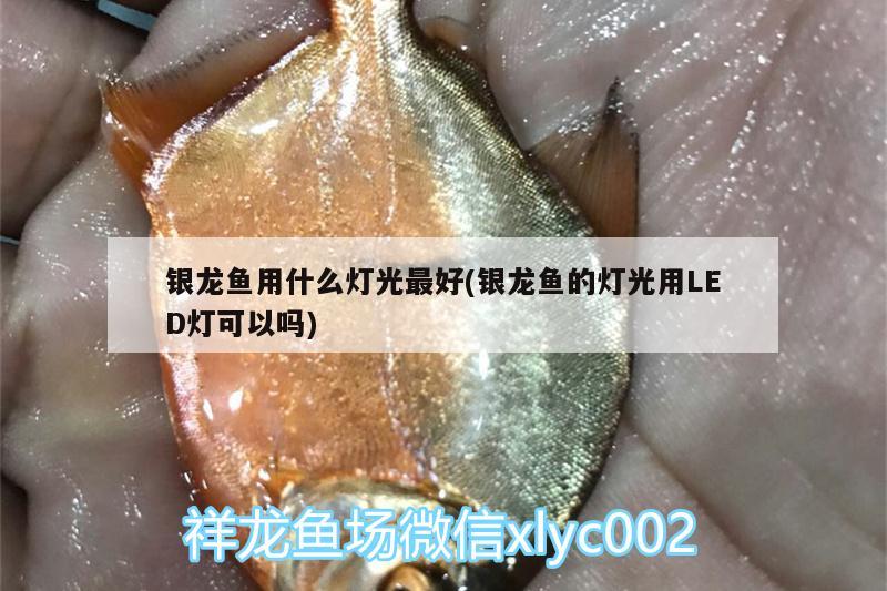 銀龍魚用什么燈光最好(銀龍魚的燈光用LED燈可以嗎)