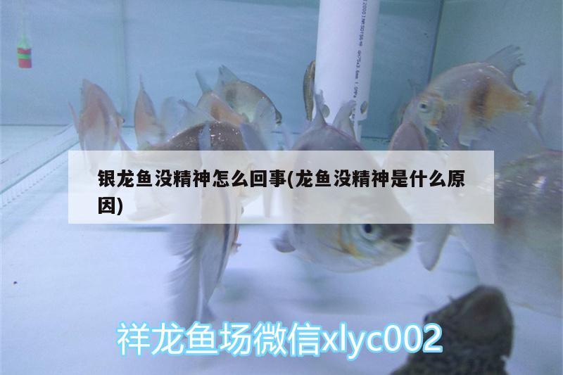 銀龍魚沒精神怎么回事(龍魚沒精神是什么原因) 銀龍魚百科