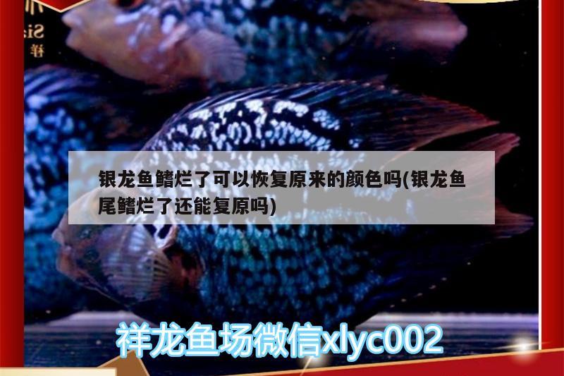 銀龍魚(yú)鰭爛了可以恢復(fù)原來(lái)的顏色嗎(銀龍魚(yú)尾鰭爛了還能復(fù)原嗎) 銀龍魚(yú)百科